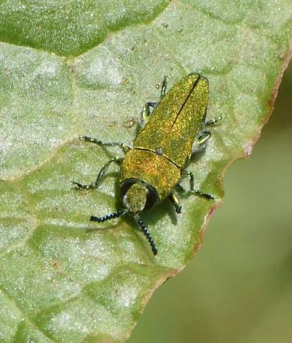 Réf. 229 684 : Anthaxia hungarica